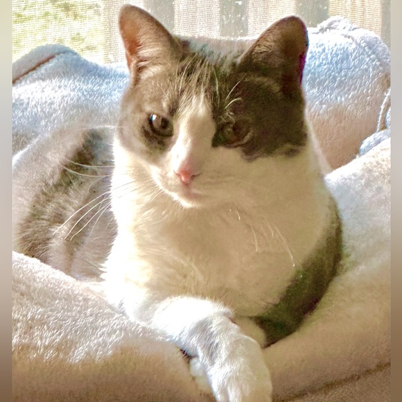 Meet your Posher, K - Picture 1 of 1